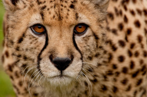 Cheetah face