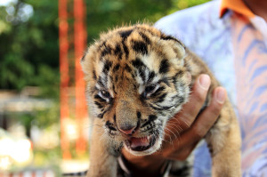 Baby Tiger Being Held