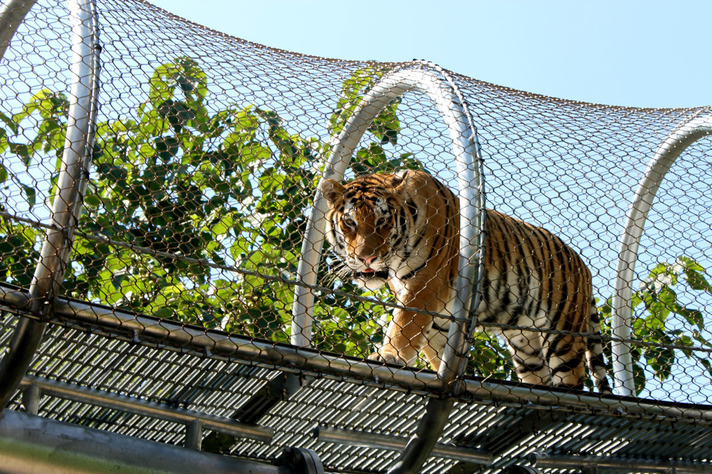 Tiger in Big Cat Crossing
