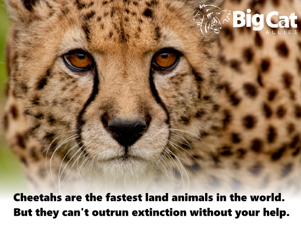 cheetah in danger of extinction